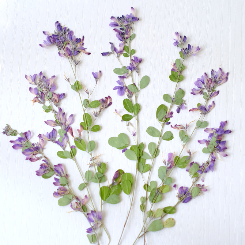6 Buah, Bunga Kering Lespedeza - Resin Art Baby ulasan dan harga