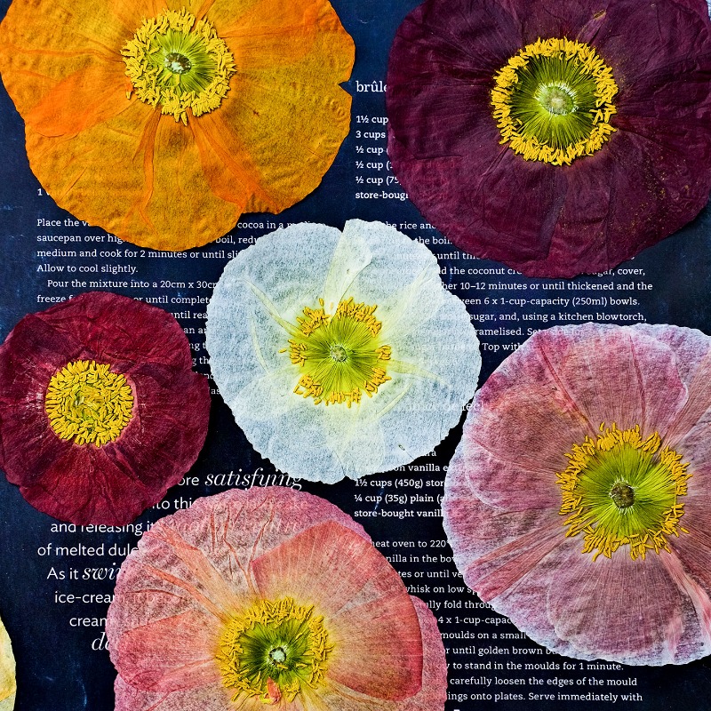 1pcs, Bunga Poppy Kering Alami - Resin Art Baby ulasan dan harga