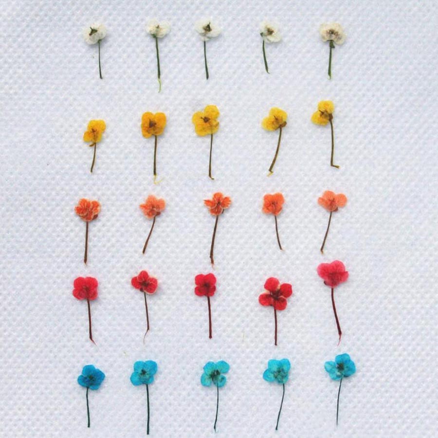 60 buah Bunga Kering Mini yang - Resin Art Case ulasan dan harga