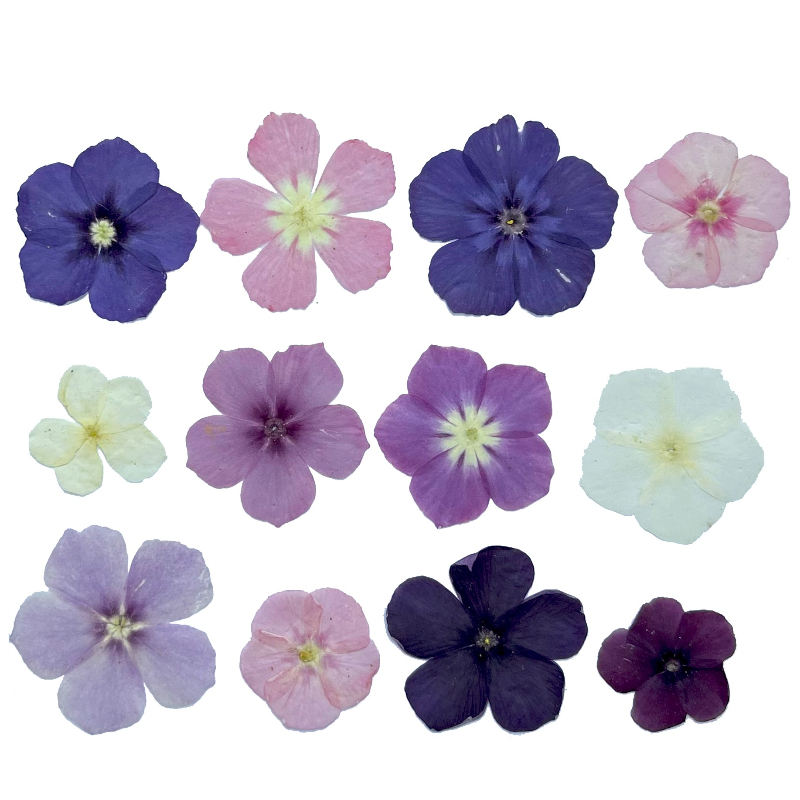 12pcs, Bunga Kering Tekan Semi - Resin Art Case ulasan dan harga